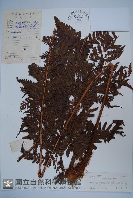 虹鱗肋毛蕨藏品圖，第1張