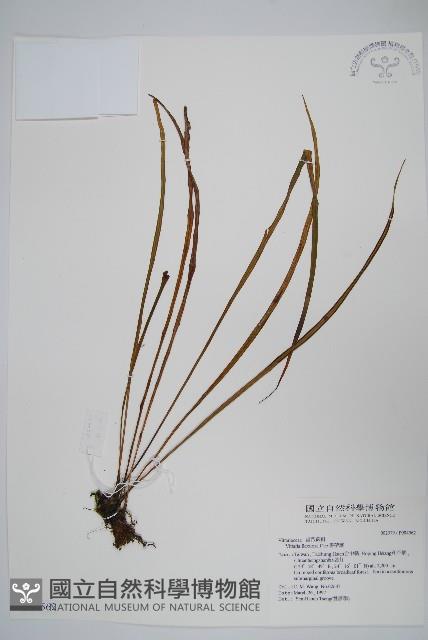 書帶蕨藏品圖，第1張