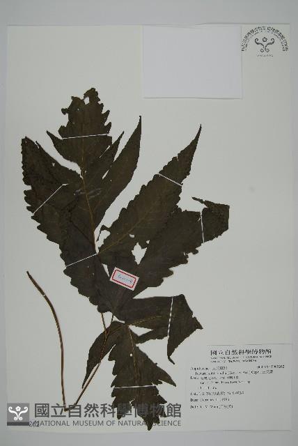 三叉蕨藏品圖，第1張