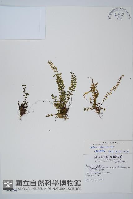 三翅鐵角蕨藏品圖，第1張