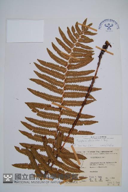 桫欏鱗毛蕨藏品圖，第1張