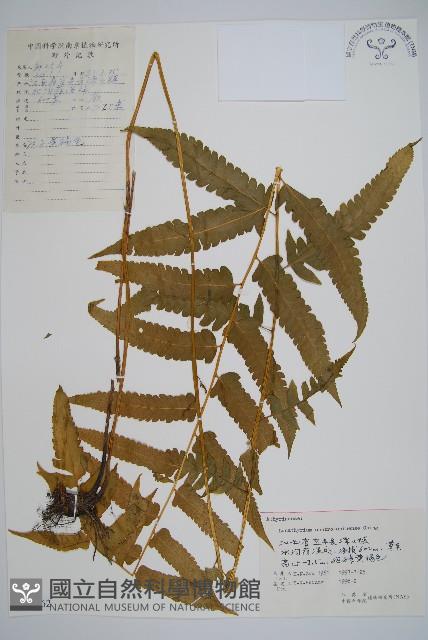 華中峨眉蕨藏品圖，第1張