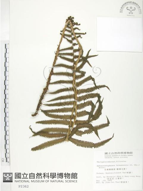 台灣毛蕨、台灣圓腺蕨藏品圖，第1張