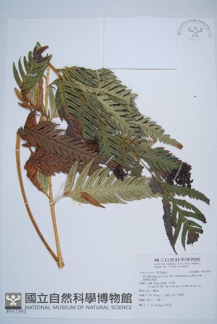 臺灣狗脊蕨藏品圖，第1張