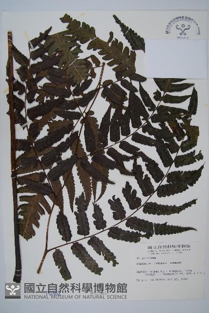 烏來雙蓋蕨藏品圖，第1張