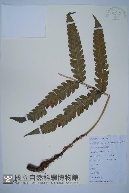 日本狗脊蕨藏品圖，第1張