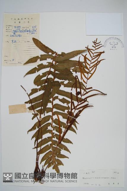 鐮葉瘤足蕨藏品圖，第1張