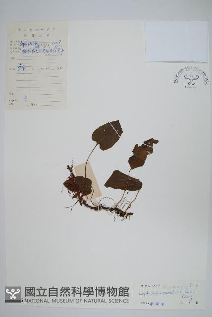 心葉薄唇蕨藏品圖，第1張