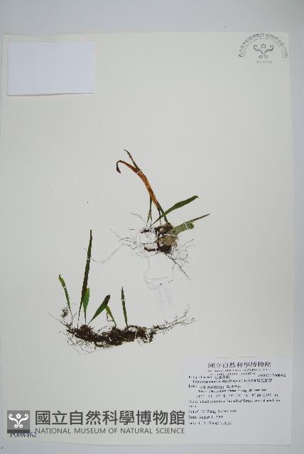 擬芨瓦葦藏品圖，第1張