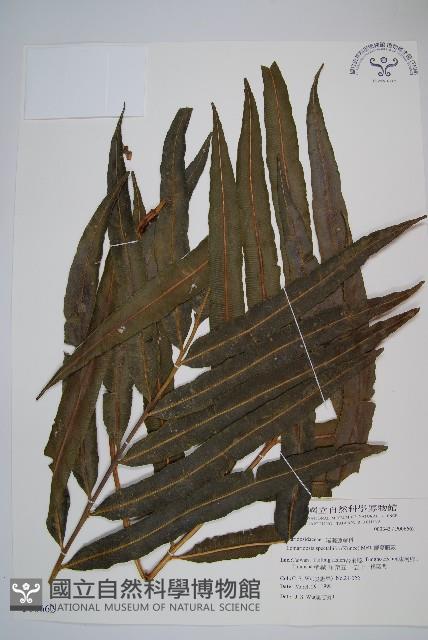 羅蔓藤蕨藏品圖，第1張