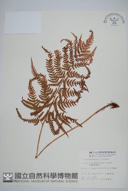 落鱗鱗毛蕨藏品圖，第1張