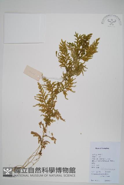 全緣卷柏藏品圖，第1張