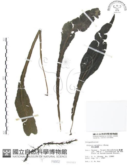 萊氏線蕨藏品圖，第1張