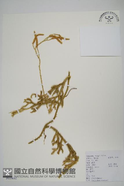 石松藏品圖，第1張