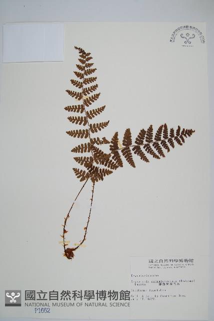 鋸齒葉鱗毛蕨藏品圖，第1張