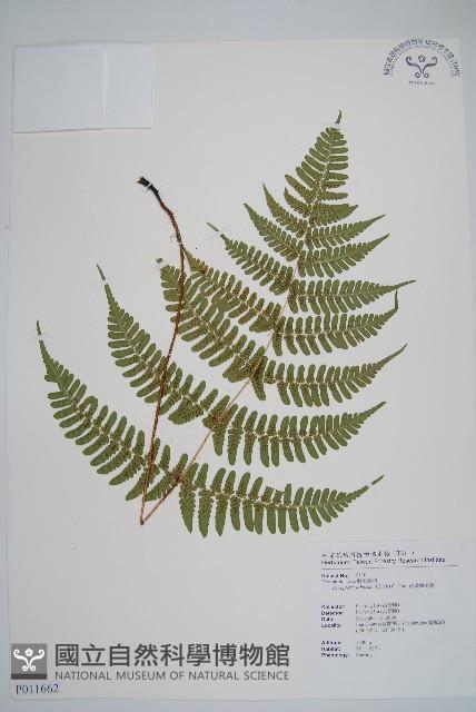 疏葉鱗毛蕨藏品圖，第1張