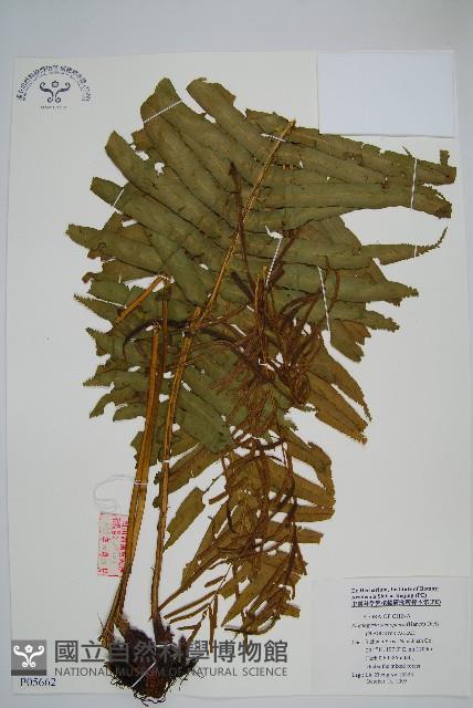 耳形瘤足蕨藏品圖，第1張