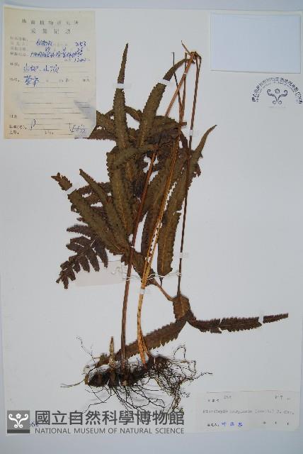 邊緣鱗蓋蕨藏品圖，第1張