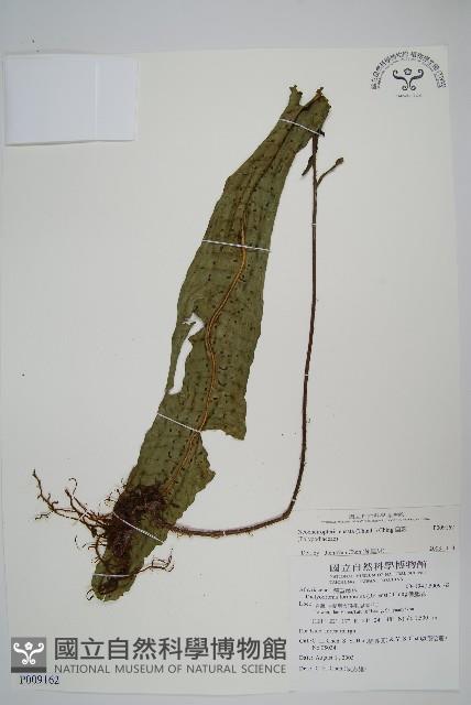 扇蕨藏品圖，第1張