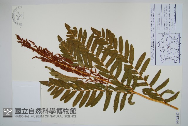 歐紫萁藏品圖，第1張