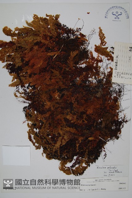 細葉蕗蕨藏品圖，第1張