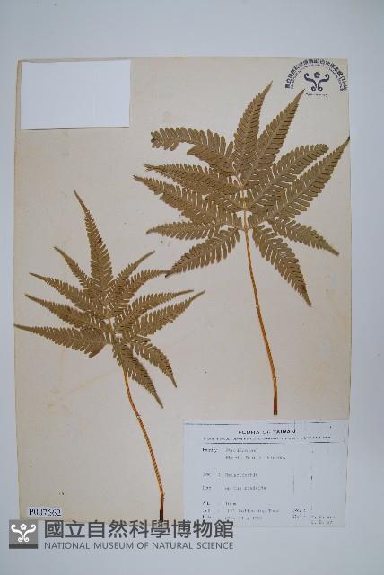 傅氏鳳尾蕨藏品圖，第1張