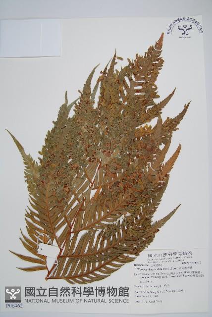 東方狗脊蕨藏品圖，第1張