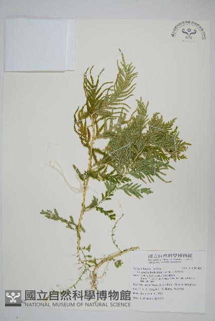 全緣卷柏藏品圖，第1張