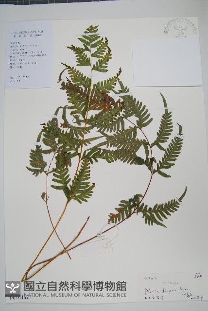 天草鳳尾蕨藏品圖，第1張