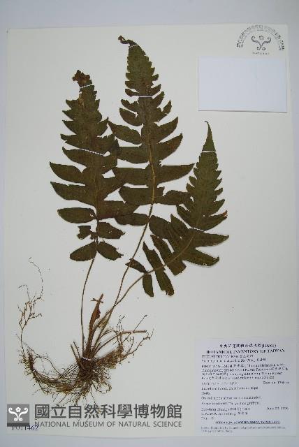 Accession Number:P011462 Collection Image, Figure 1, Total 2 Figures