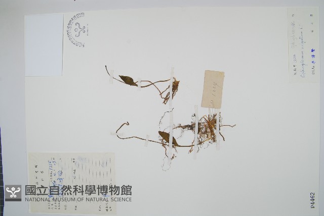 瓶爾小草藏品圖，第1張