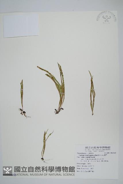 瓦葦藏品圖，第1張