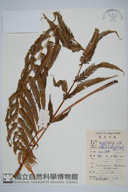 普通假毛蕨藏品圖，第1張