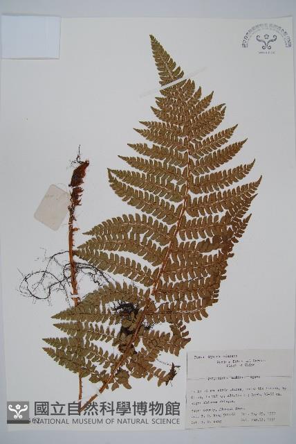 黑鱗耳蕨藏品圖，第1張