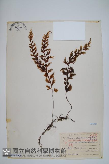 蕗蕨藏品圖，第1張