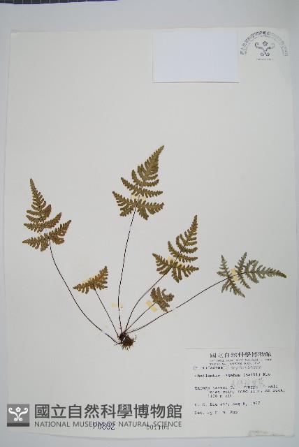 深山粉背蕨藏品圖，第1張