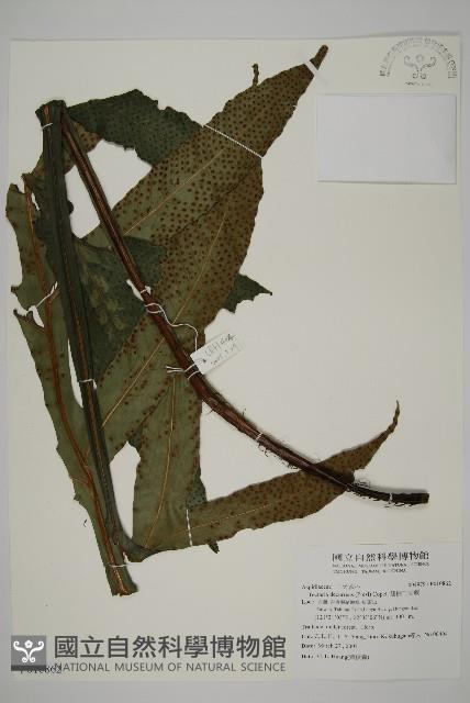 翅柄三叉蕨藏品圖，第1張