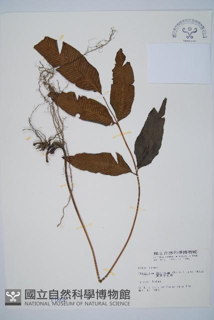 細柄雙蓋蕨藏品圖，第1張