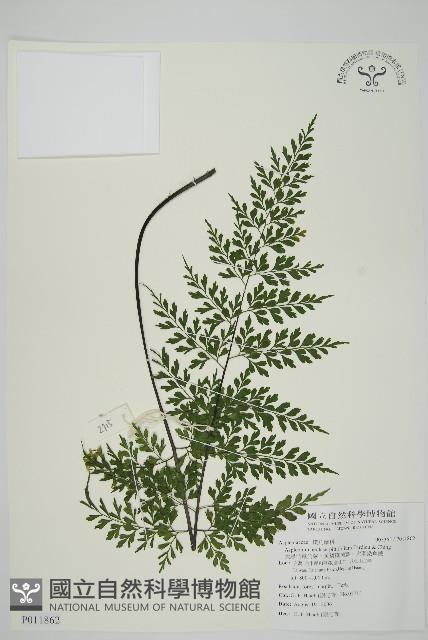 大黑柄鐵角蕨、黃鱗鐵角蕨、大羽鐵角蕨藏品圖，第1張