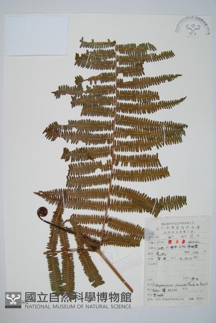 裡白藏品圖，第1張