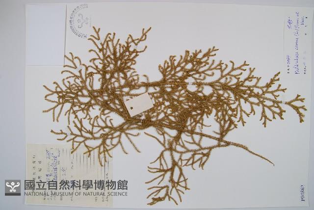 燈龍草藏品圖，第1張