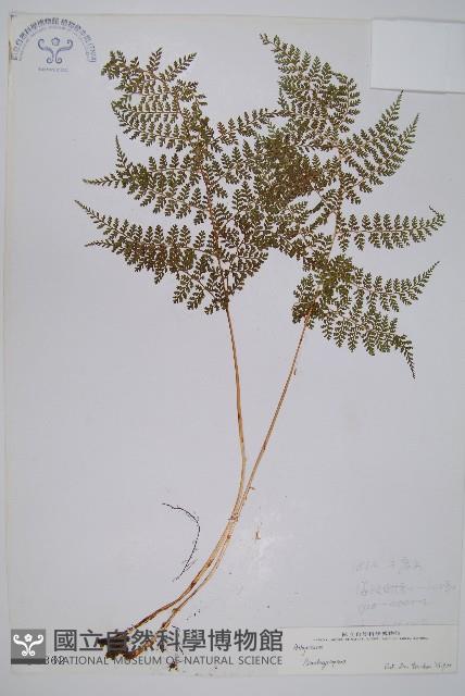 登錄號:P003862藏品圖，第1張