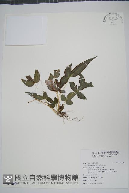 岩鳳尾蕨藏品圖，第1張