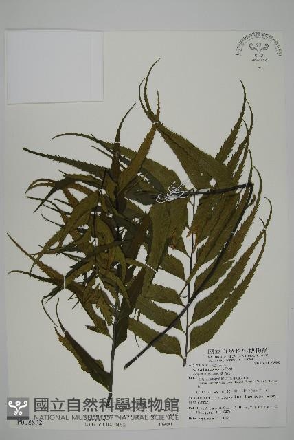 革葉鐵角蕨藏品圖，第1張