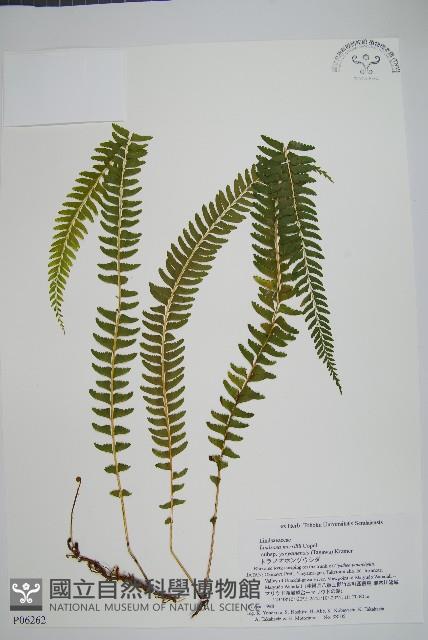 攀緣鱗始蕨藏品圖，第1張