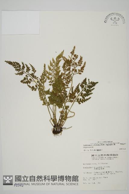 骨碎補鐵角蕨藏品圖，第1張