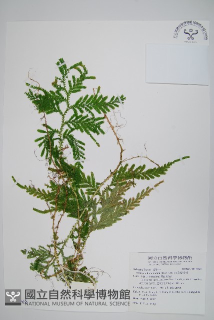 全緣卷柏藏品圖，第1張