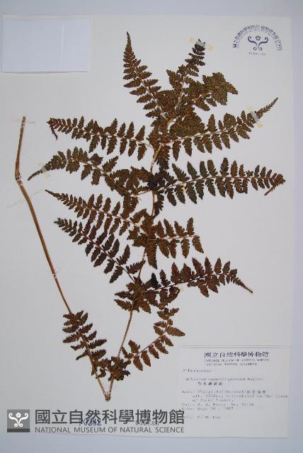 山蹄蓋蕨藏品圖，第1張