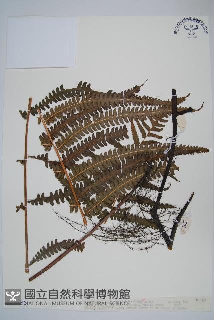 登錄號:P010262藏品圖，第1張