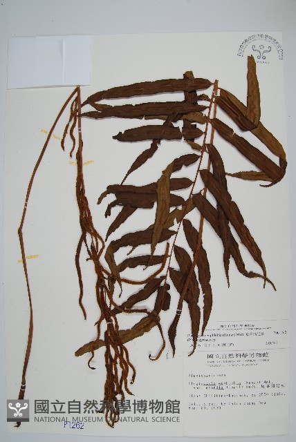 華中瘤足蕨藏品圖，第1張